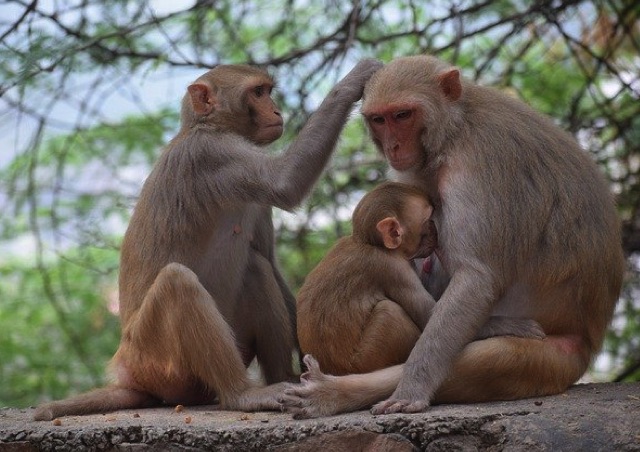 Breastfeeding Natural but Stigmatised